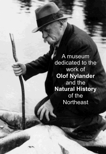 Olof Nylander